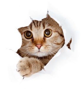 animal 032